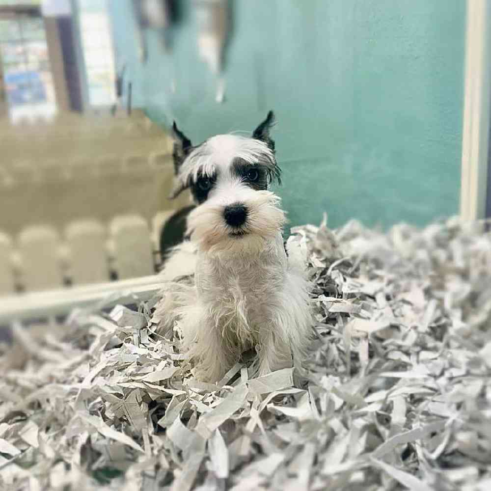 carousel pet images