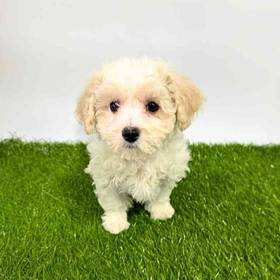 Maltipoo
