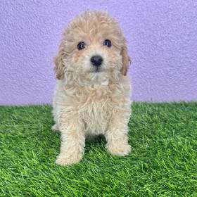 Bichapoo