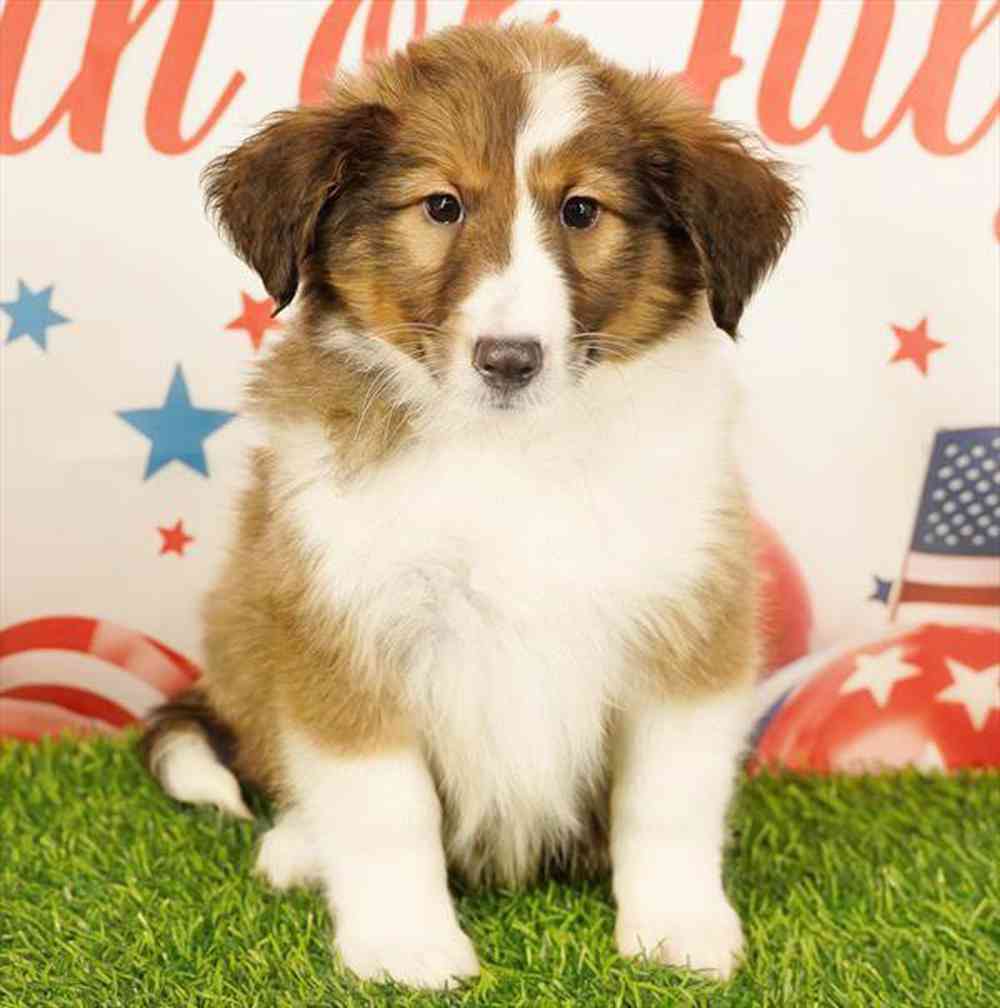 carousel pet images