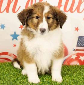Sheltie