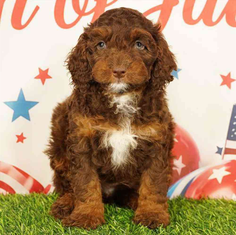 carousel pet images