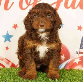 Cockapoo