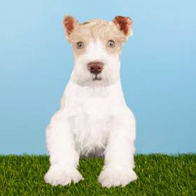 Mini Schnauzer