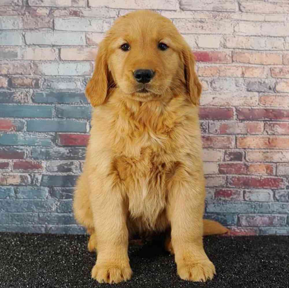 Golden Retriever Puppies for sale at Puppyland