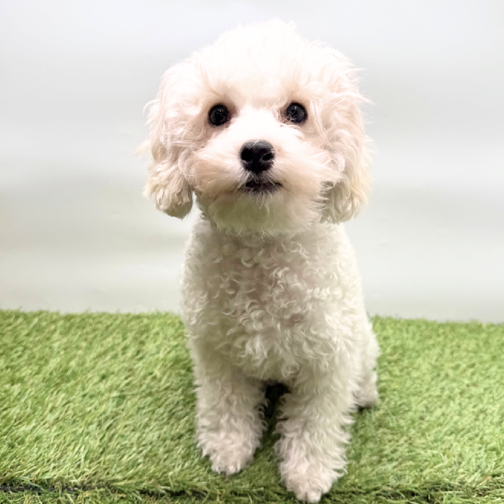 carousel pet images
