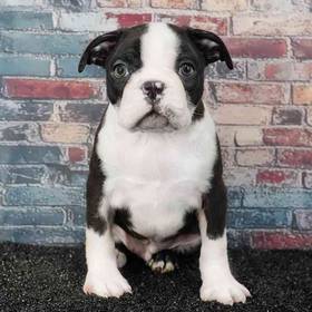 Boston Terrier