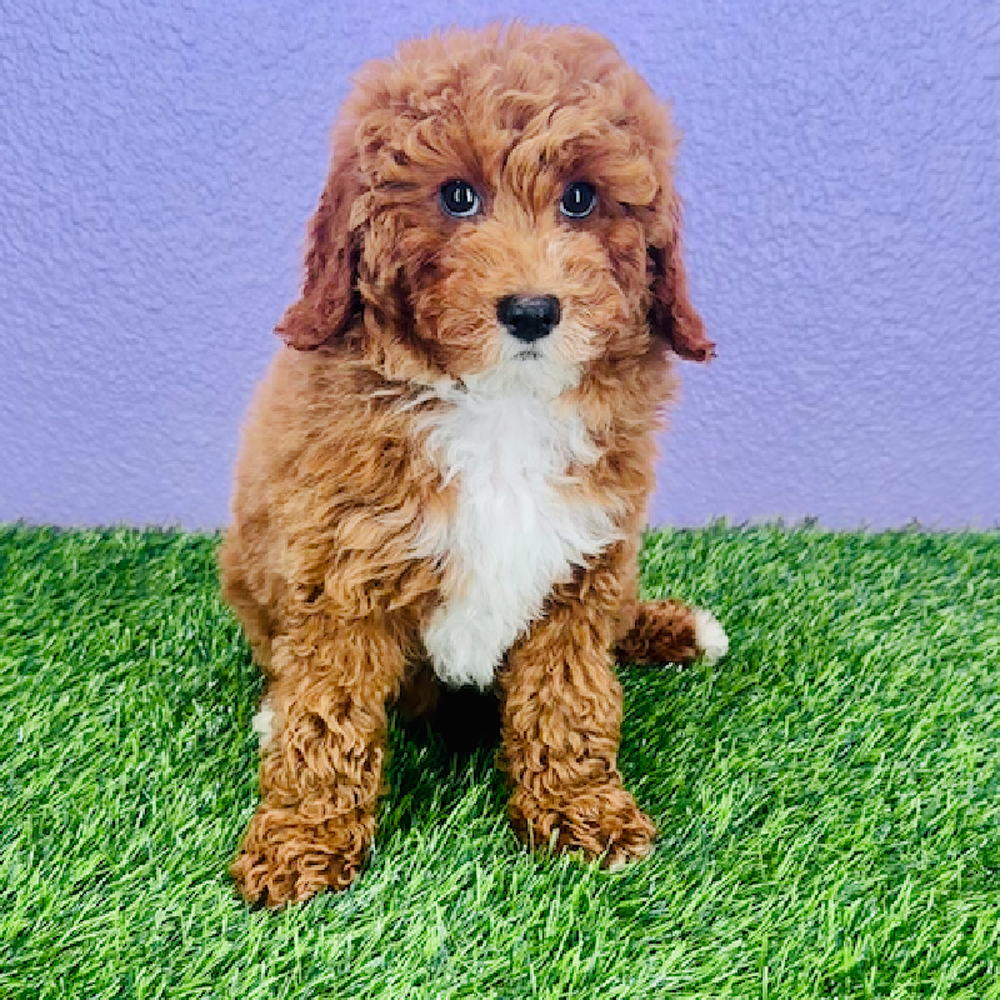 carousel pet images