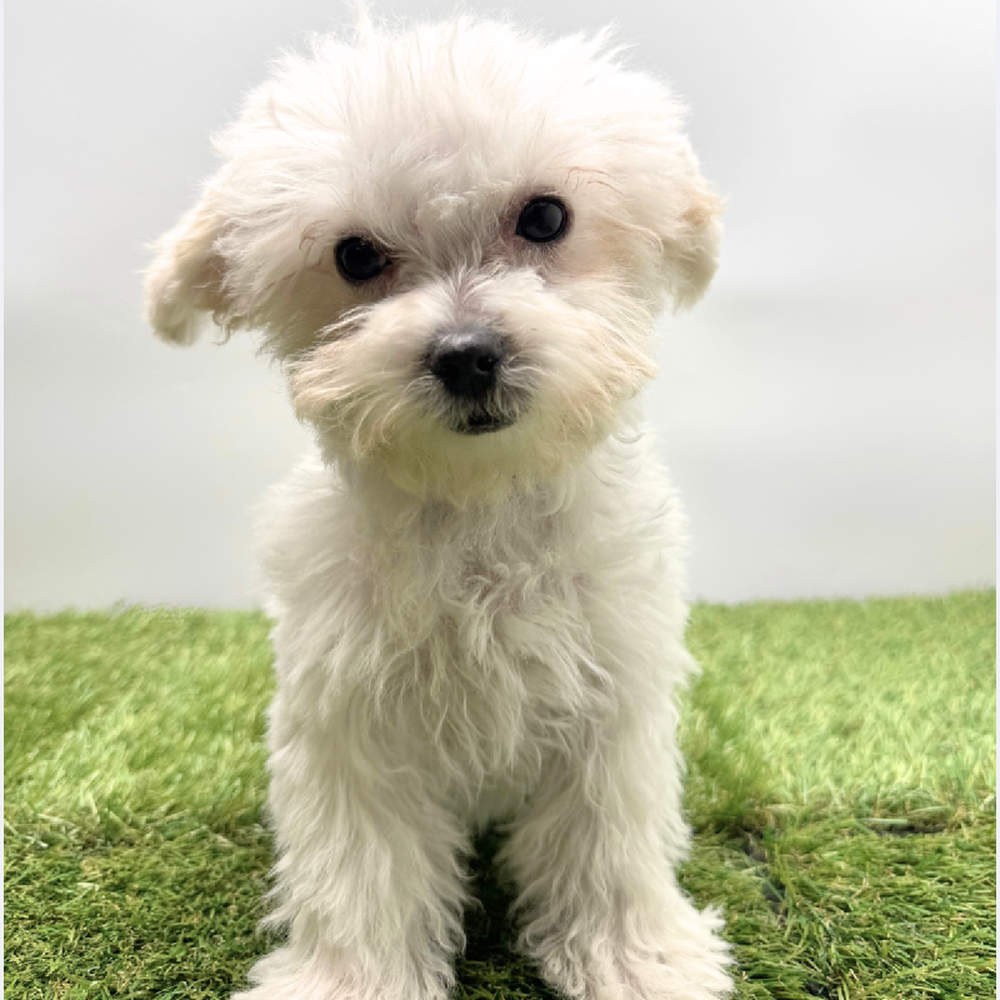 Image of a pet breed in the gallery