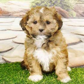 Teddy Bear