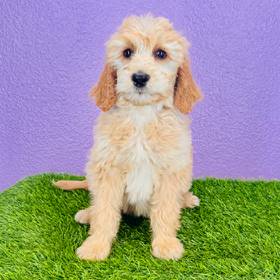 Goldendoodle