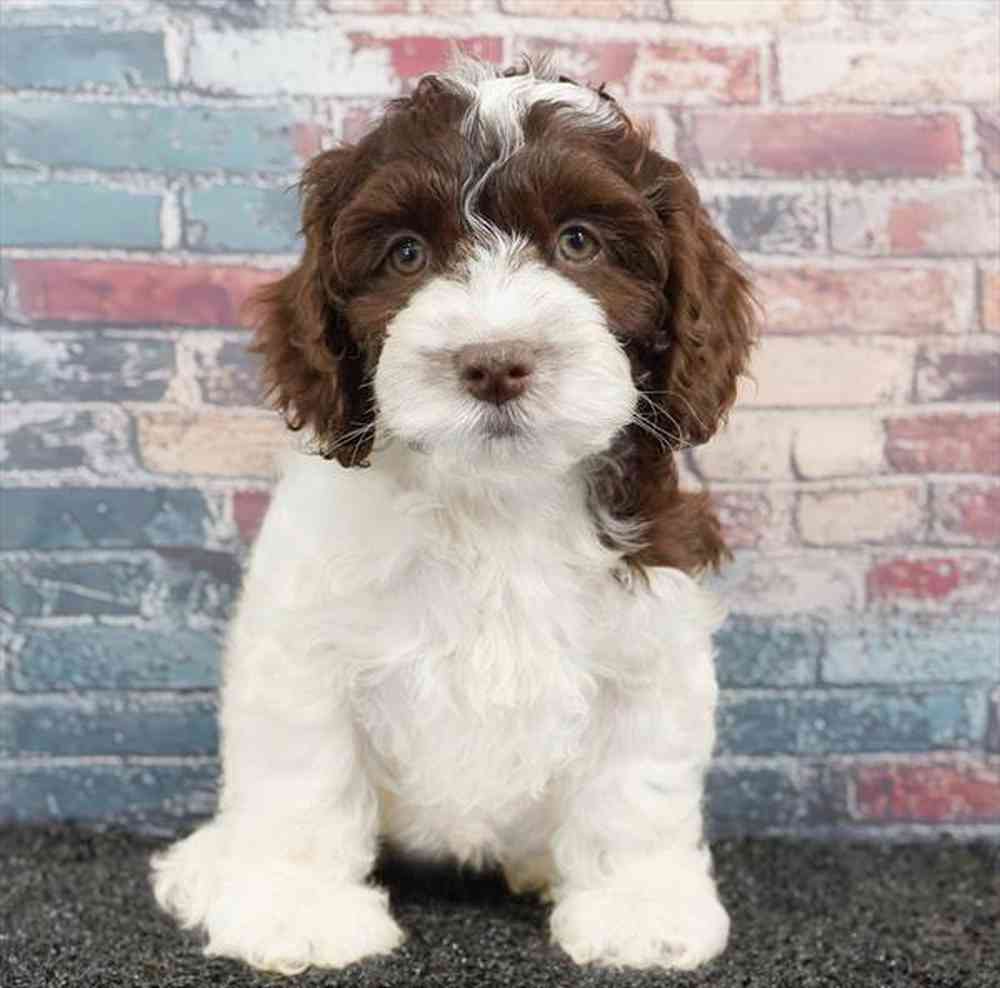 carousel pet images