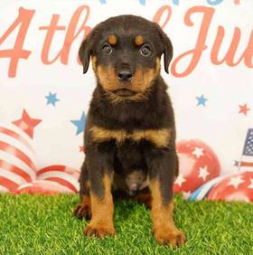 Rottweiler