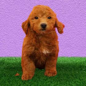 2nd Gen Mini Goldendoodle