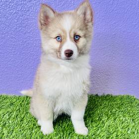 Pomsky