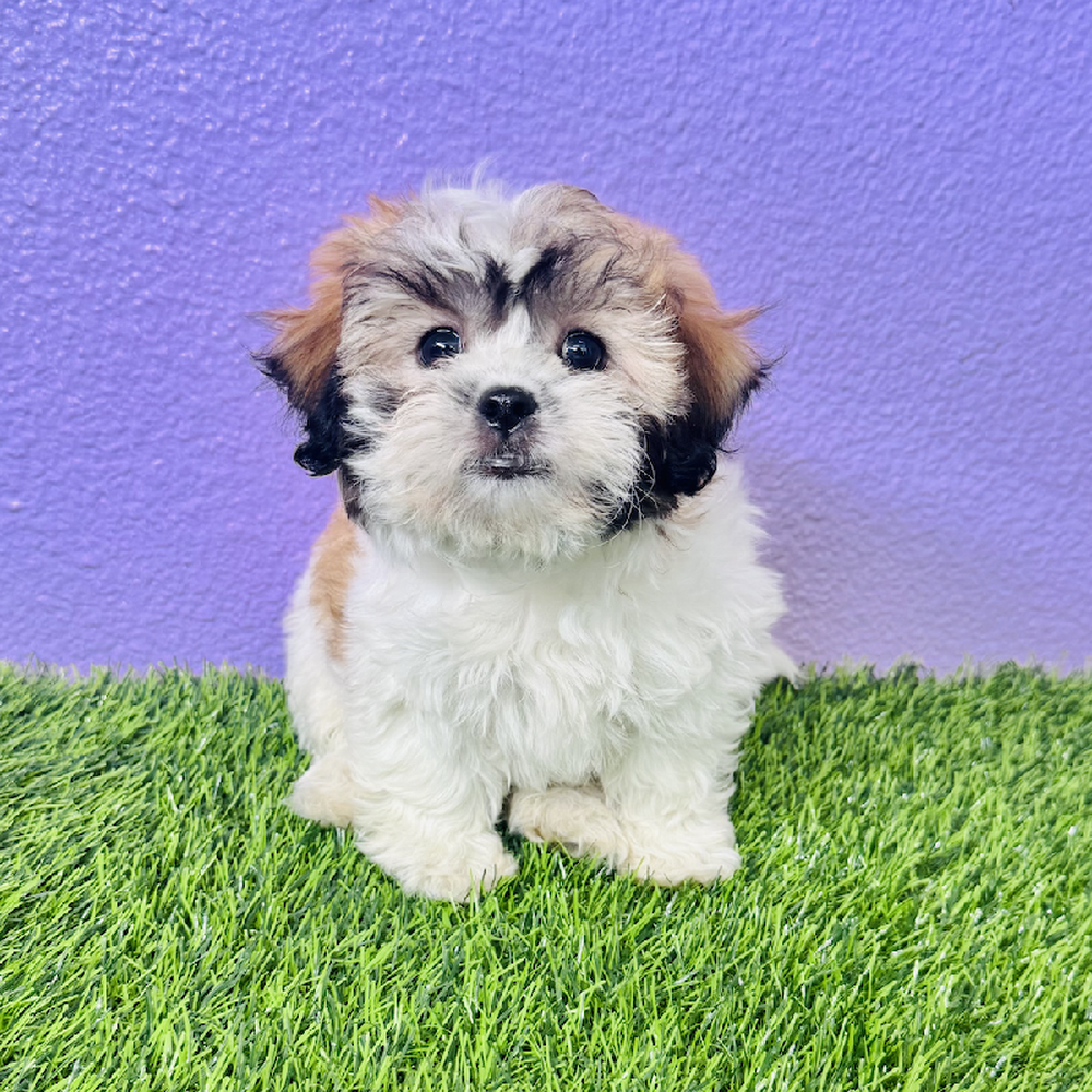 carousel pet images
