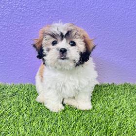 Shizapoo