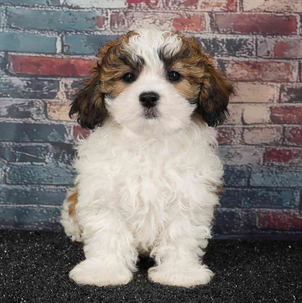 carousel pet images