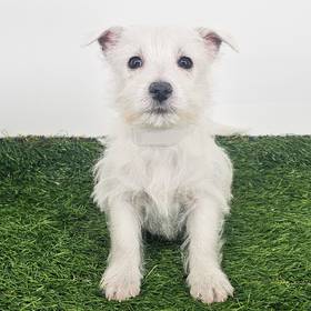West Highland White Terrier