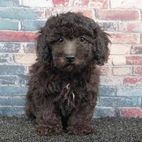 Poodle