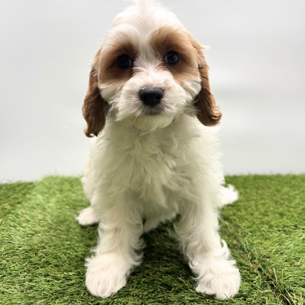 Image of a pet breed in the gallery