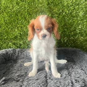 Cavalier King Charles Spaniel
