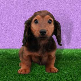 Dachshund