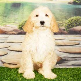2nd Gen Mini Goldendoodle