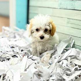 Poodle