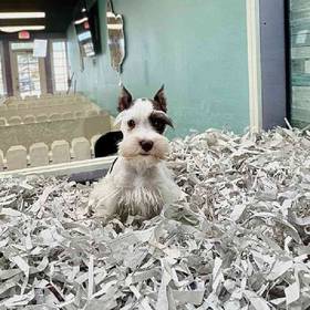 Mini Schnauzer