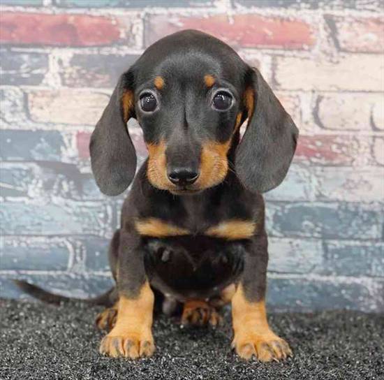 Dachshund