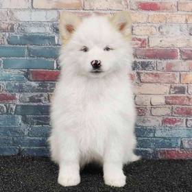 Pomsky
