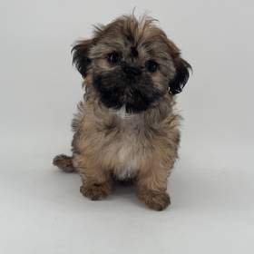Teddy Bear