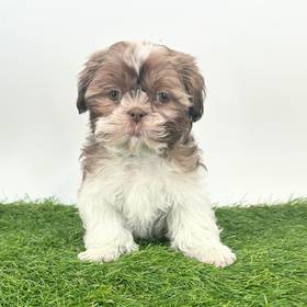 Shih Tzu