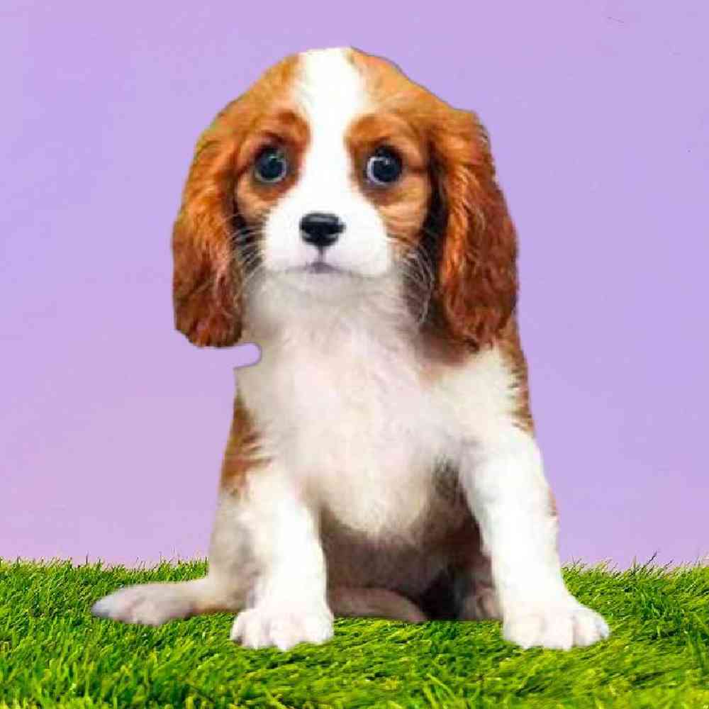 carousel pet images