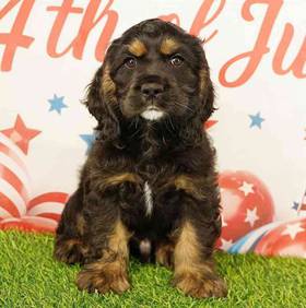 Cocker Spaniel