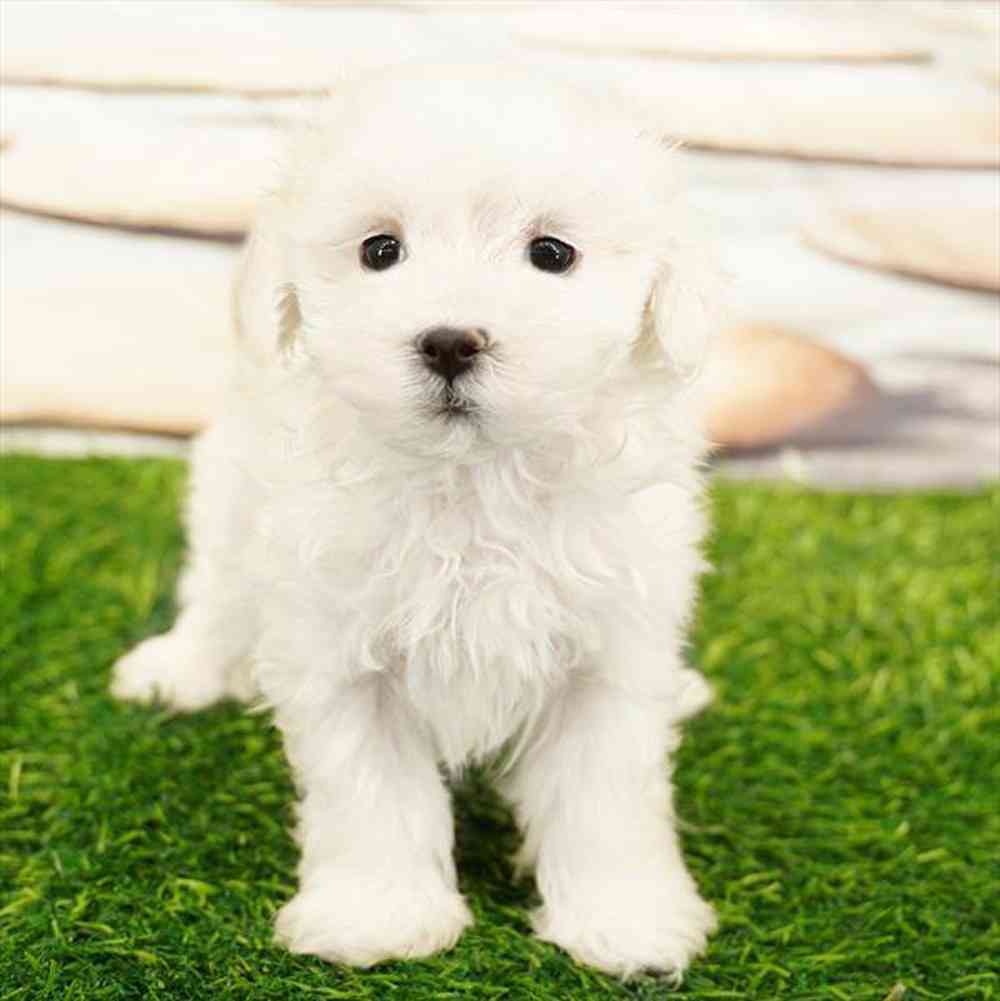 Image of a pet breed in the gallery