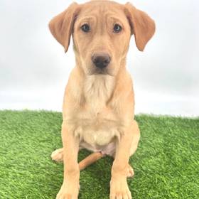 Labrador Retriever-Golden Retriever