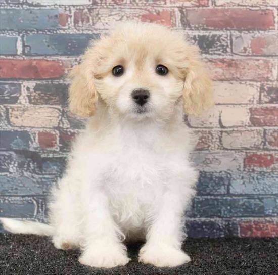 Cavachon