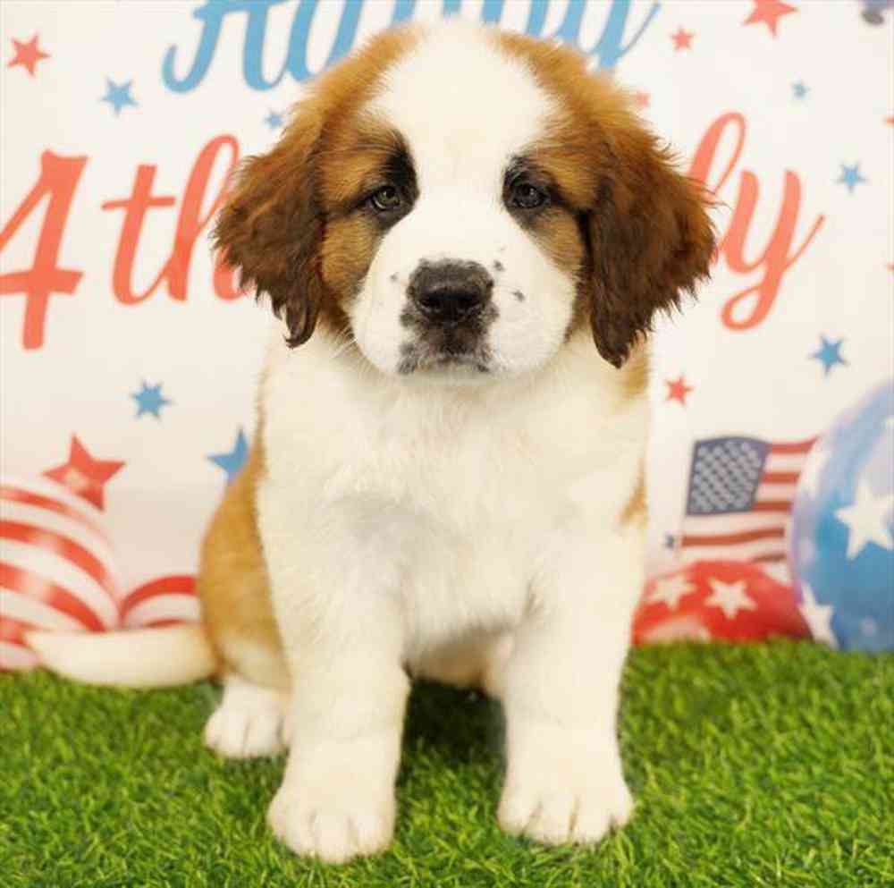 Image of a pet breed in the gallery