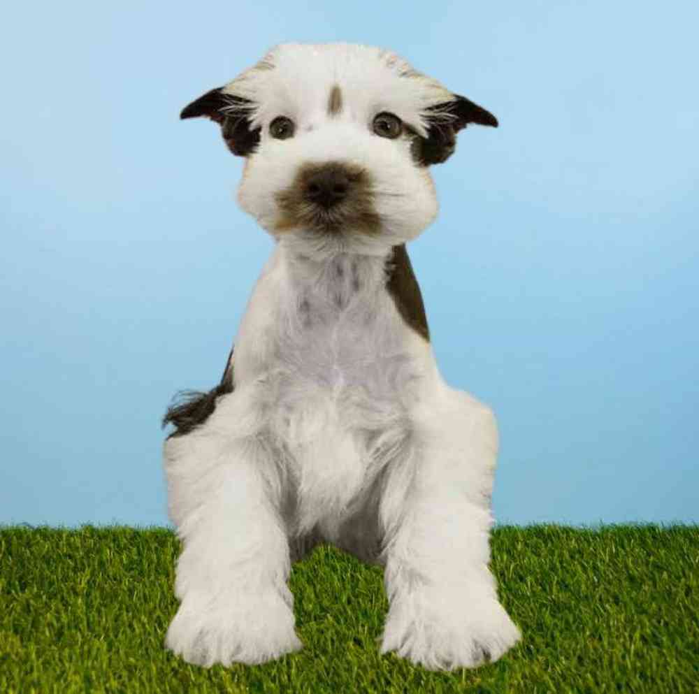 carousel pet images