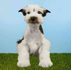 Mini Schnauzer