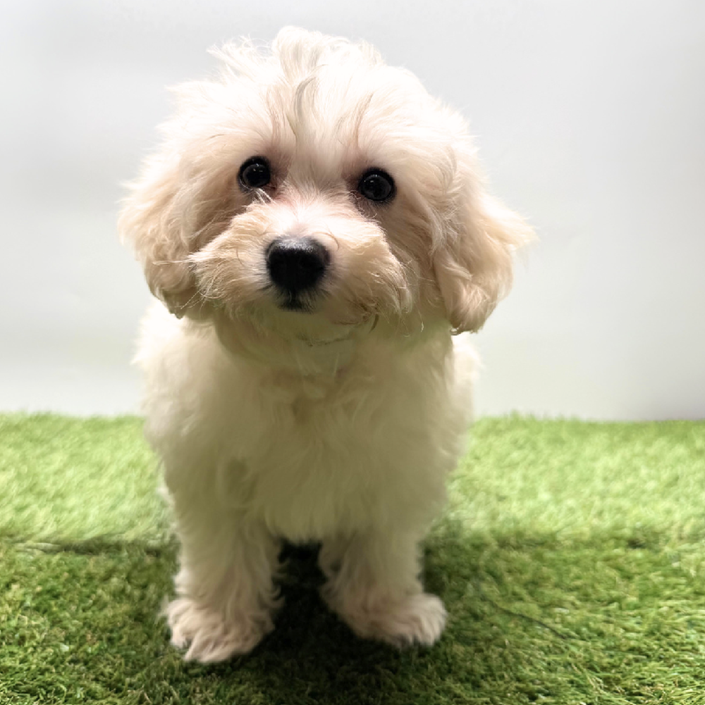 carousel pet images