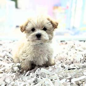 Maltipoo