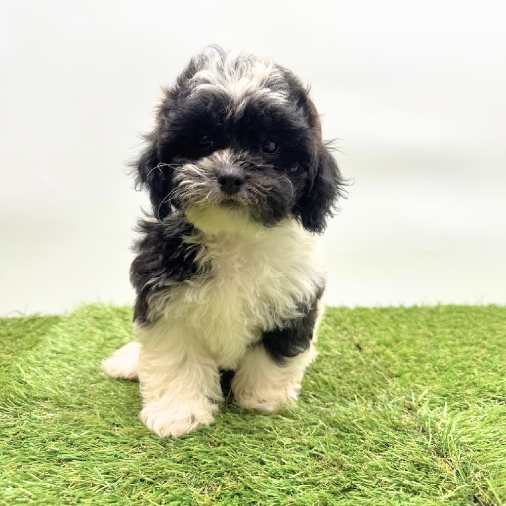 Image of a pet breed in the gallery
