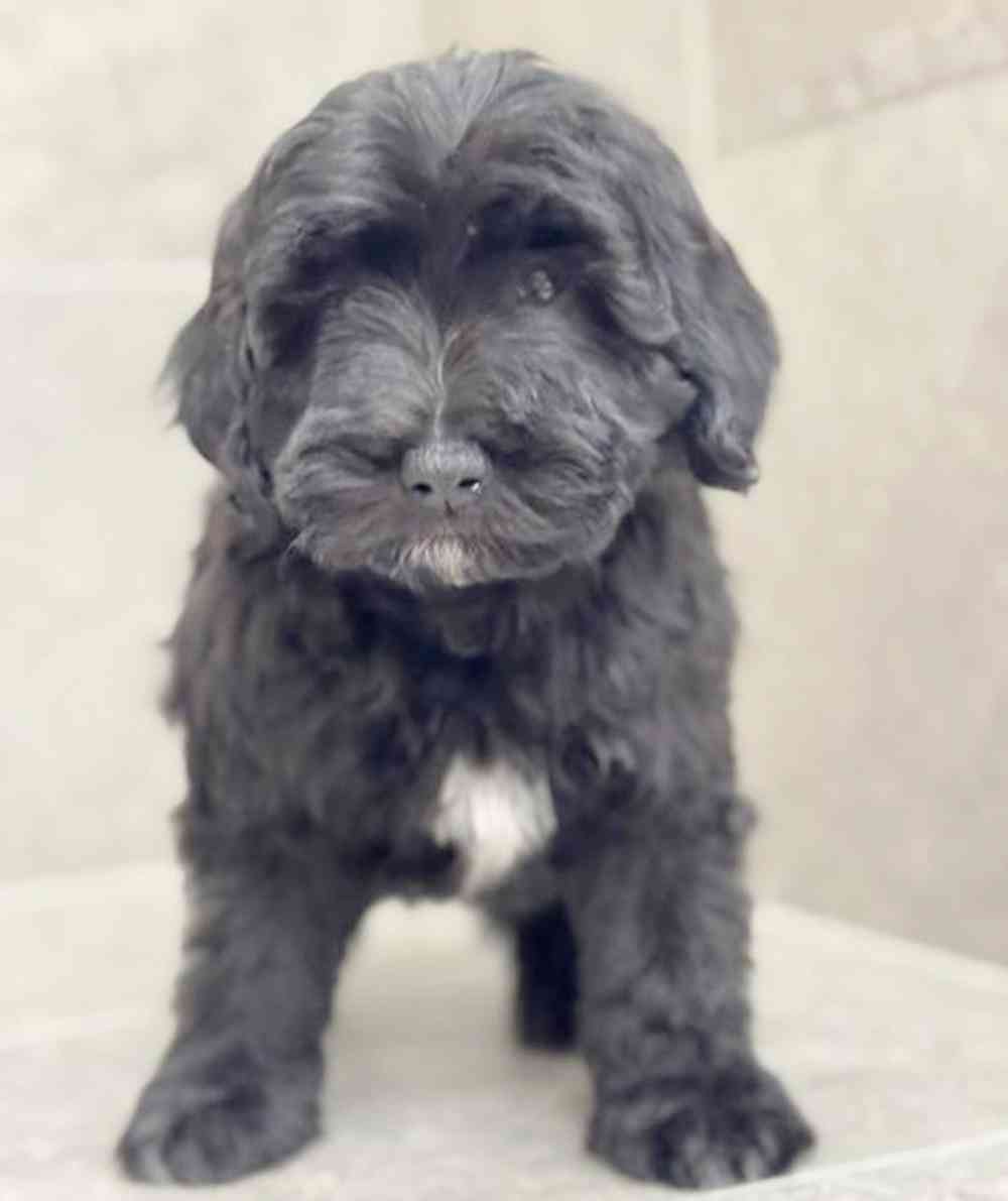 carousel pet images