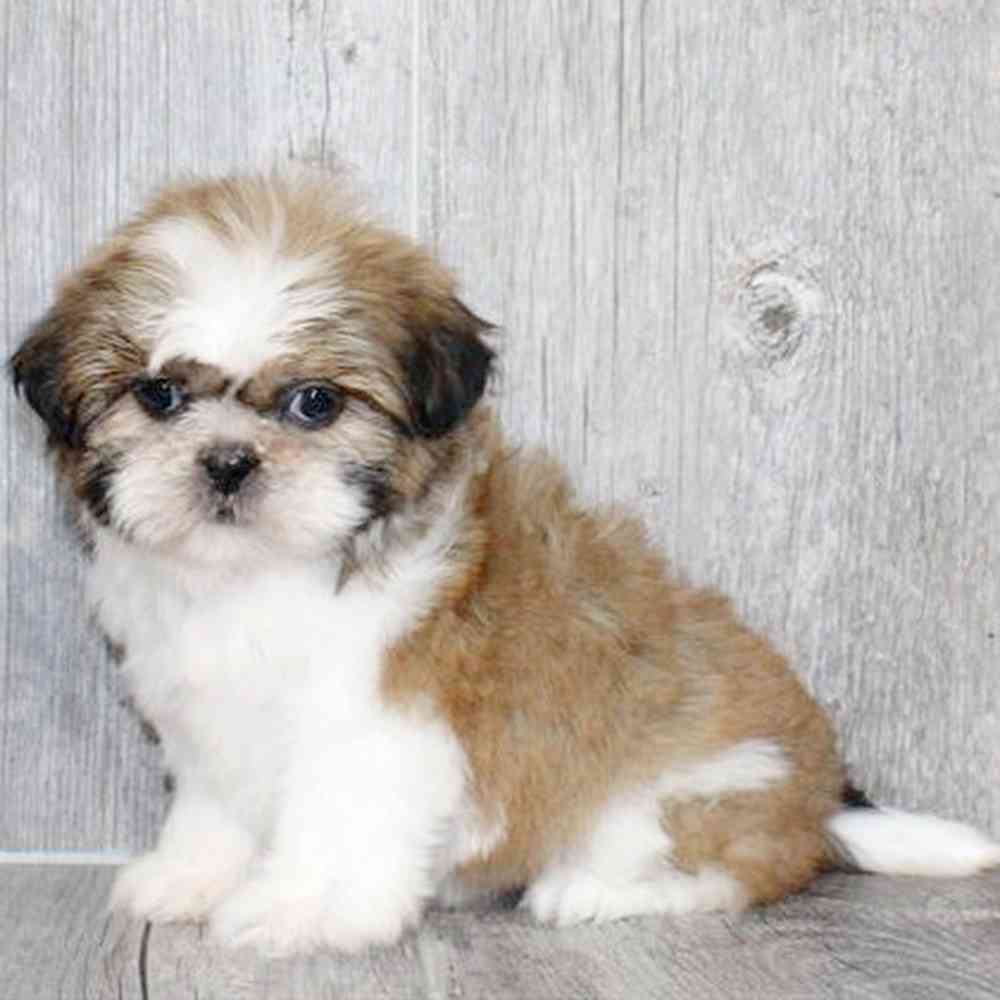 carousel pet images