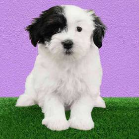 Havanese