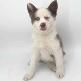 Pomsky