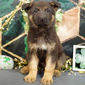 German Shepherd